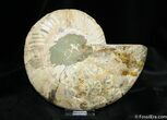 Large Inch Polished Ammonite (Half) #774-1